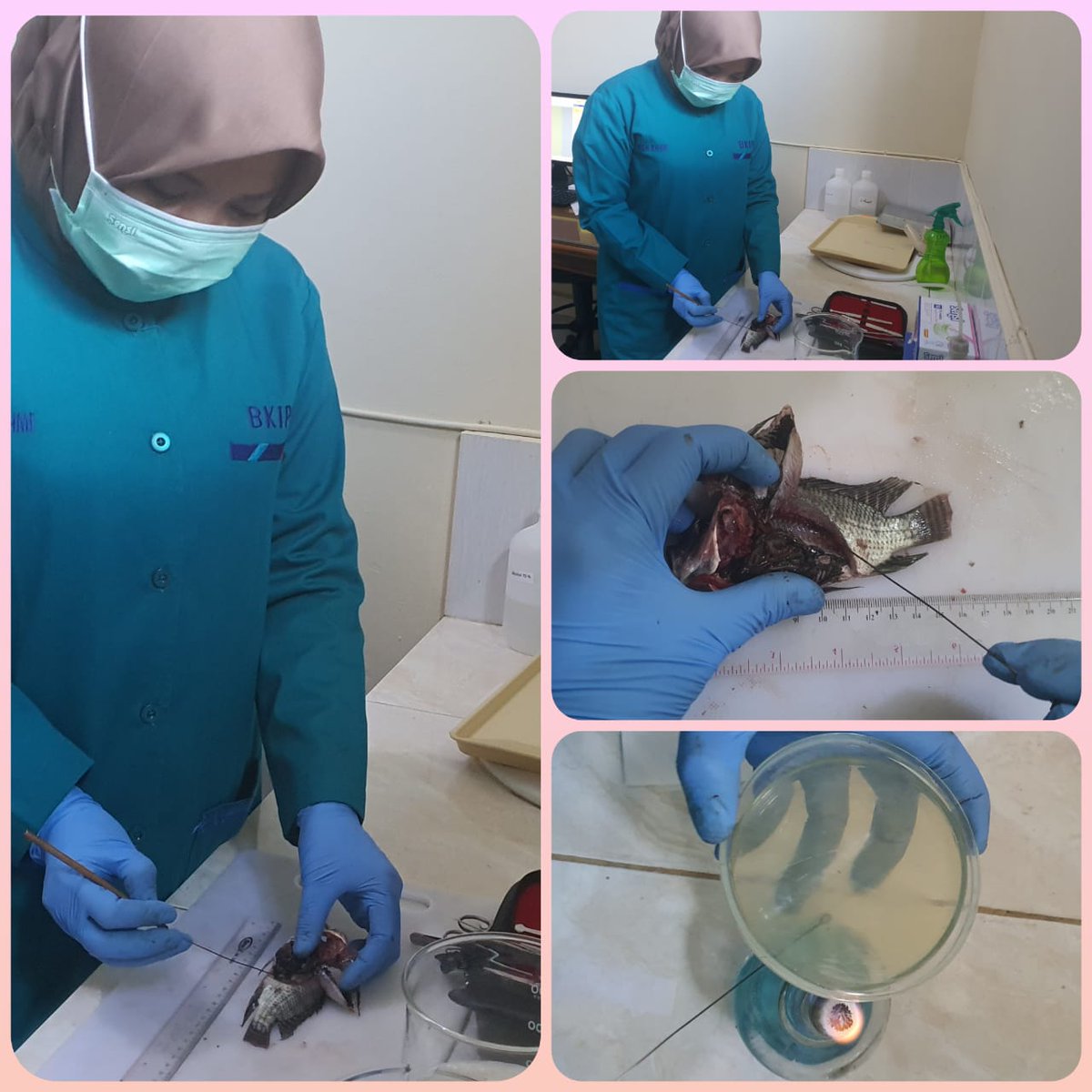 bppmhkpekanbaru's tweet photo. 25/09/2021
Inokulasi awal Pemeriksaan bakteri sampel ikan nila di Laboratorium Uji BKIPM Pekanbaru #OneHealthKIPM
@rinajanwar2201 
@bkipm_kkp 
@desam1987 
@PrimaSkipm 
@503Han 
@MWidantari https://t.co/Kp9dv5bd0g