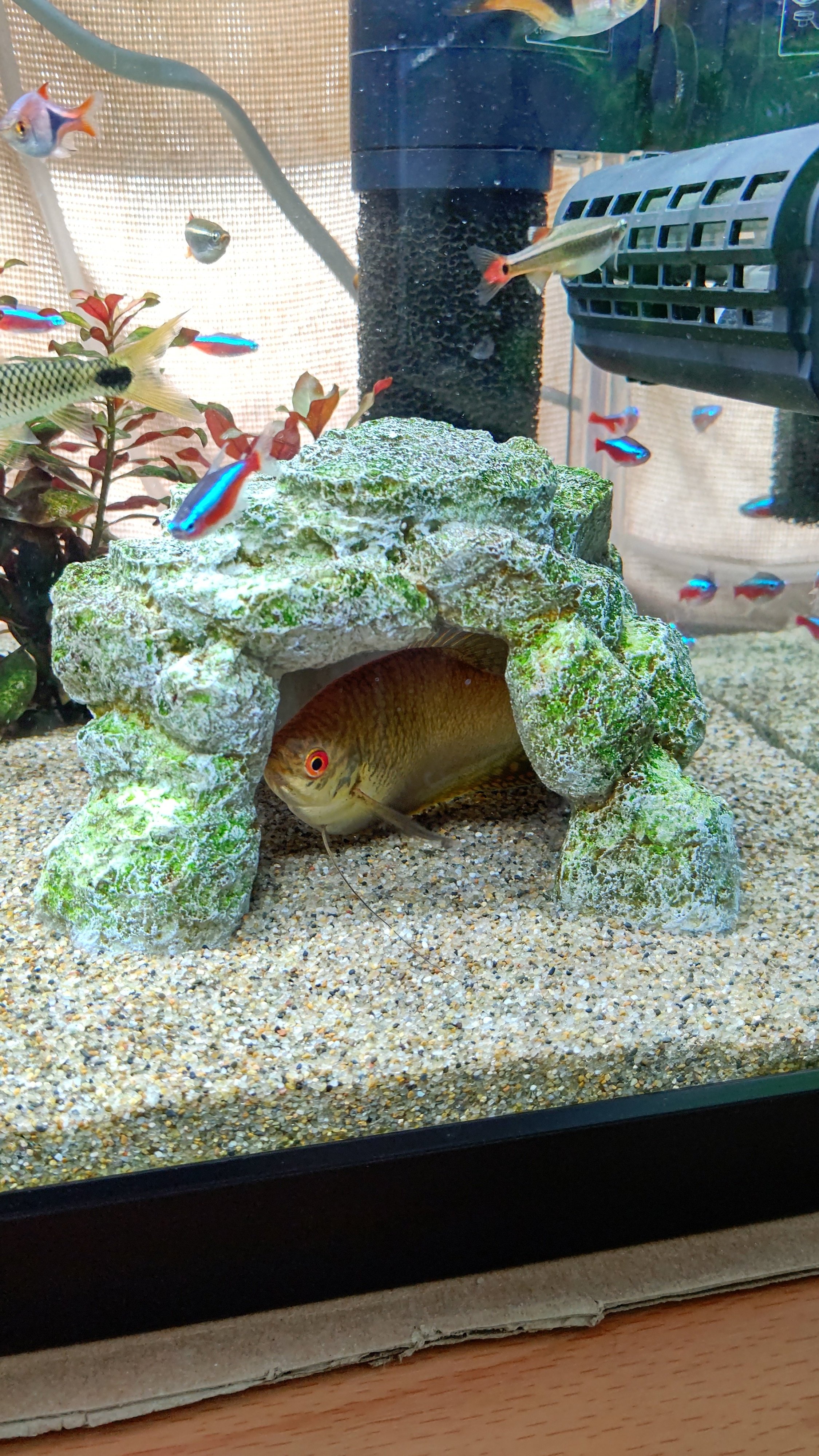 アクアリウム Twitter Search Twitter