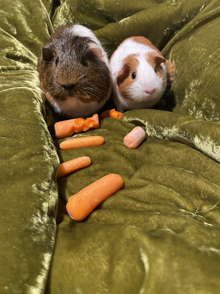 KateEhle's tweet image. Frankie and Junie B. were meant to be the best of guinea pig friends