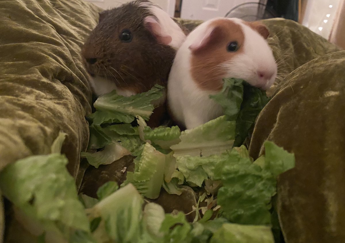 KateEhle's tweet image. Frankie and Junie B. were meant to be the best of guinea pig friends