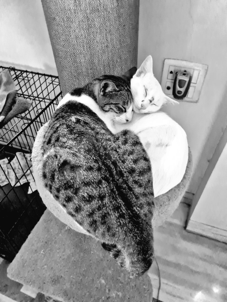 𝗦𝗮𝗻𝗶𝗹 tweet media