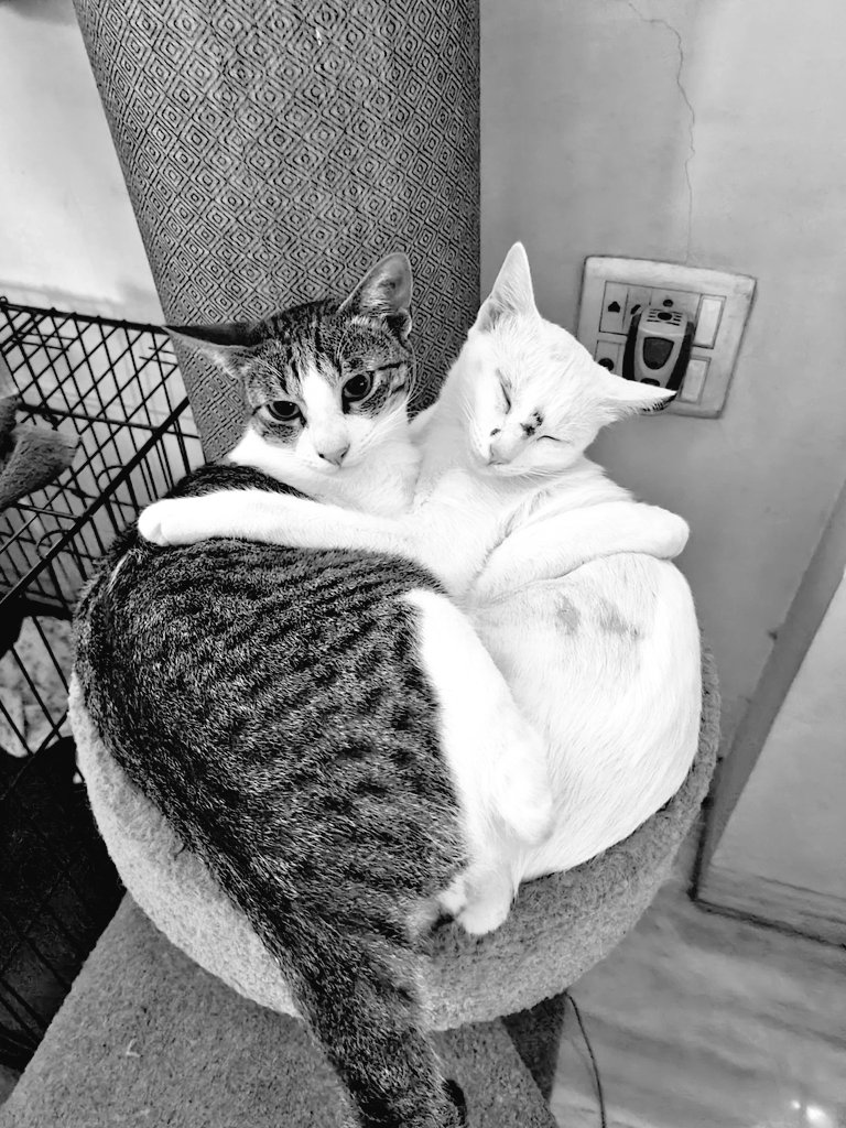 𝗦𝗮𝗻𝗶𝗹 tweet media