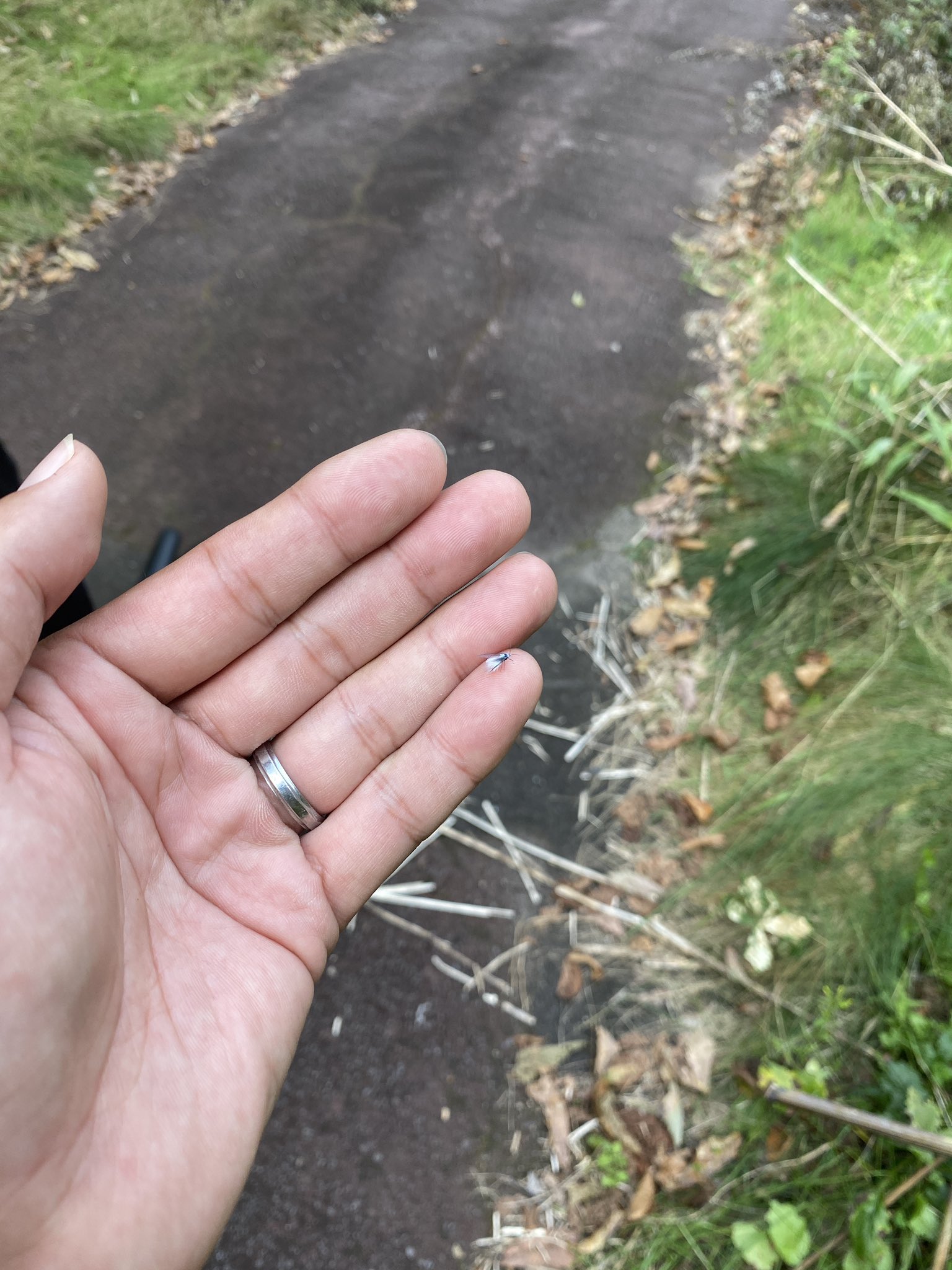 雪虫 Twitter Search Twitter