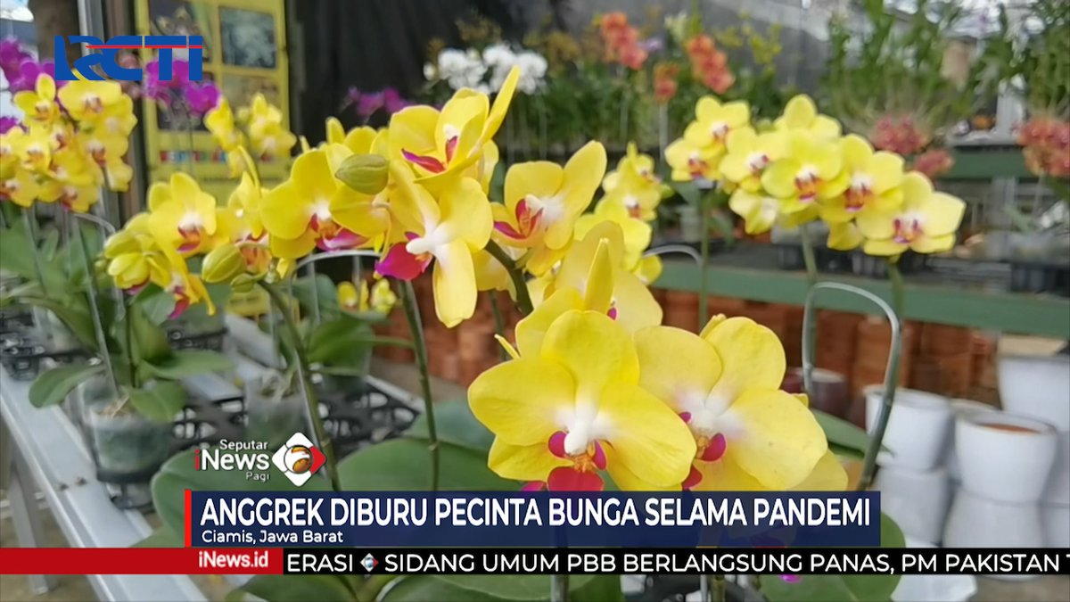 officialinews_'s tweet photo. Bisnis Bunga Anggrek Diburu saat Pandemi
Selengkapnya https://t.co/rxRAulmNFq
#SIP #SeputariNewsPagi #SeputariNews #BungaAnggrek #Bisnis https://t.co/tQaGO1Umy7