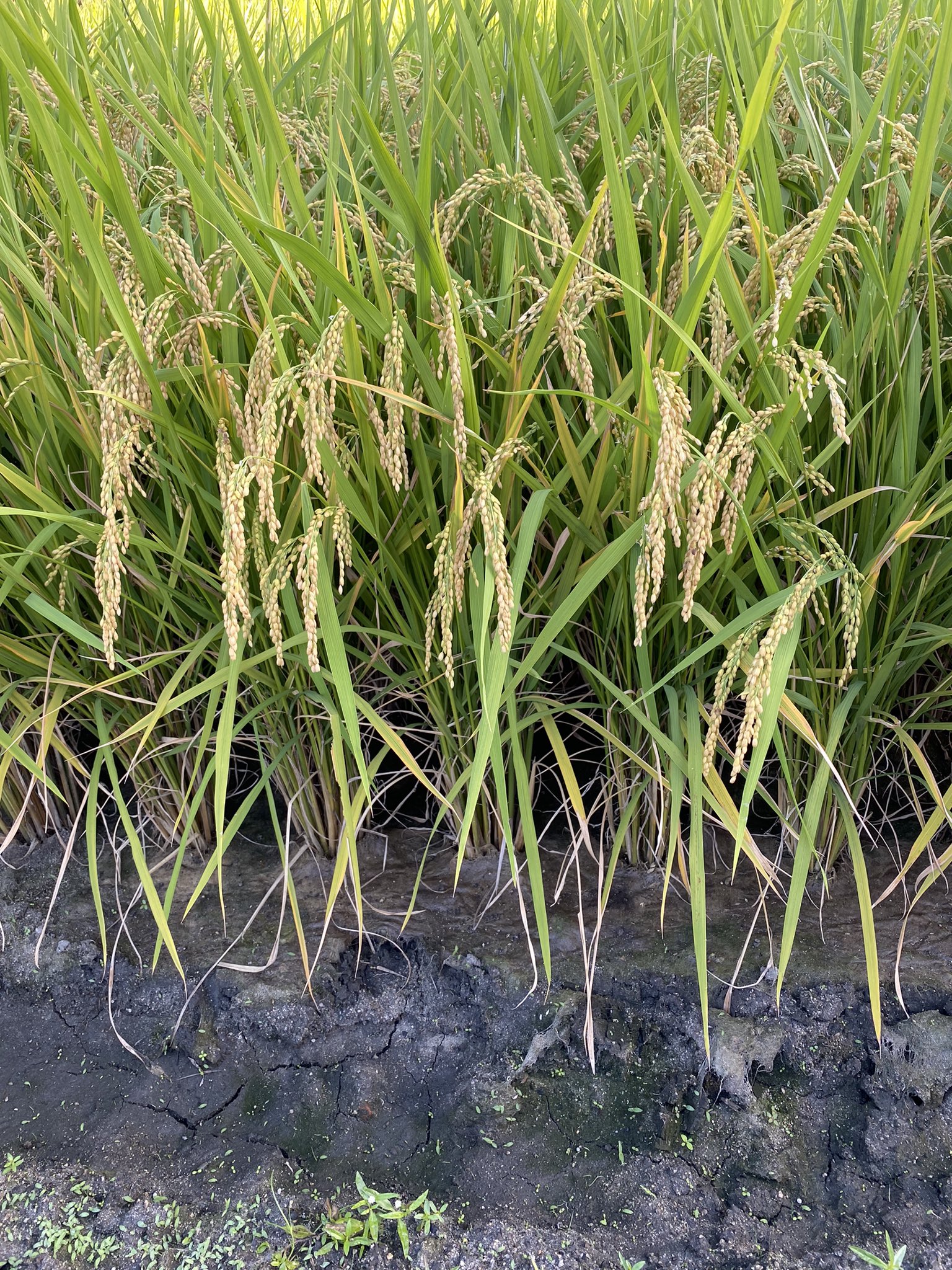 ココスケ Dylan 実るほど頭を垂れる稲穂かな 彼岸花 は 民間療法で腹水とかを下ろしてくれるって言われて 薬の作り方の通りしたら 死にそうな匂いでたまらなかった それでも頑張って作って貼ったけど効くことはなかったなぁ T Co C6emi0xrme ココスケ Dylan 実るほど頭を垂れる稲穂かな 彼岸花 は 民間療法で腹水とかを下ろしてくれるって言われて 薬の作り方の通りしたら 死にそうな匂いでたまらなかった それでも頑張って作って貼ったけど効くことはなかったなぁ T Co C6emi0xrme