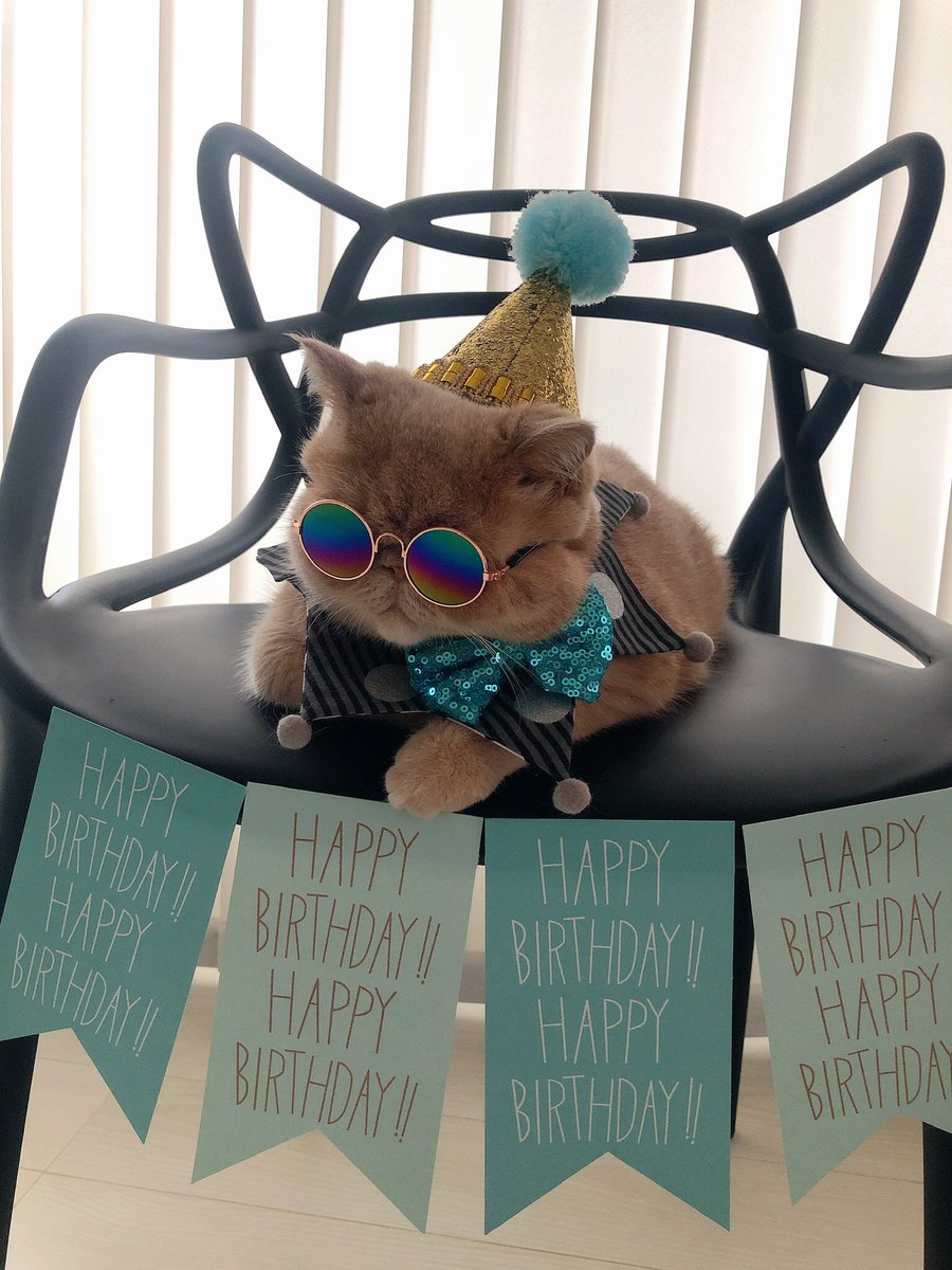 猫の誕生日