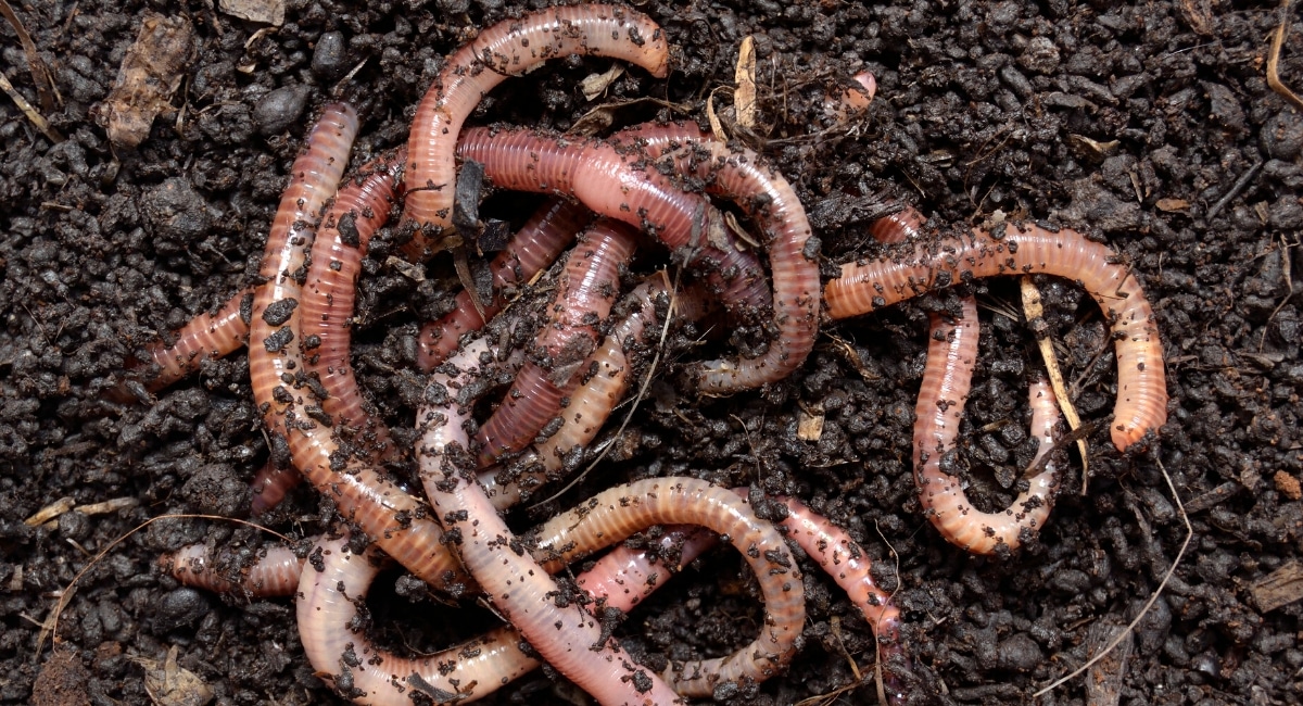 worm_otd's tweet photo. the worms of the day are earthworms! https://t.co/jIKungSQmH