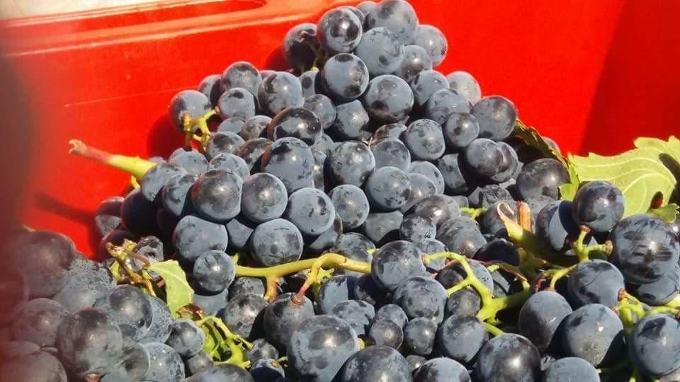 Cortedeiventi's tweet photo. Vendemmiaaa finita a Corte Dei Venti!!!  
Fra poco ci concentreremo su i lavori delle prime svinature https://t.co/4WwTE5eSro