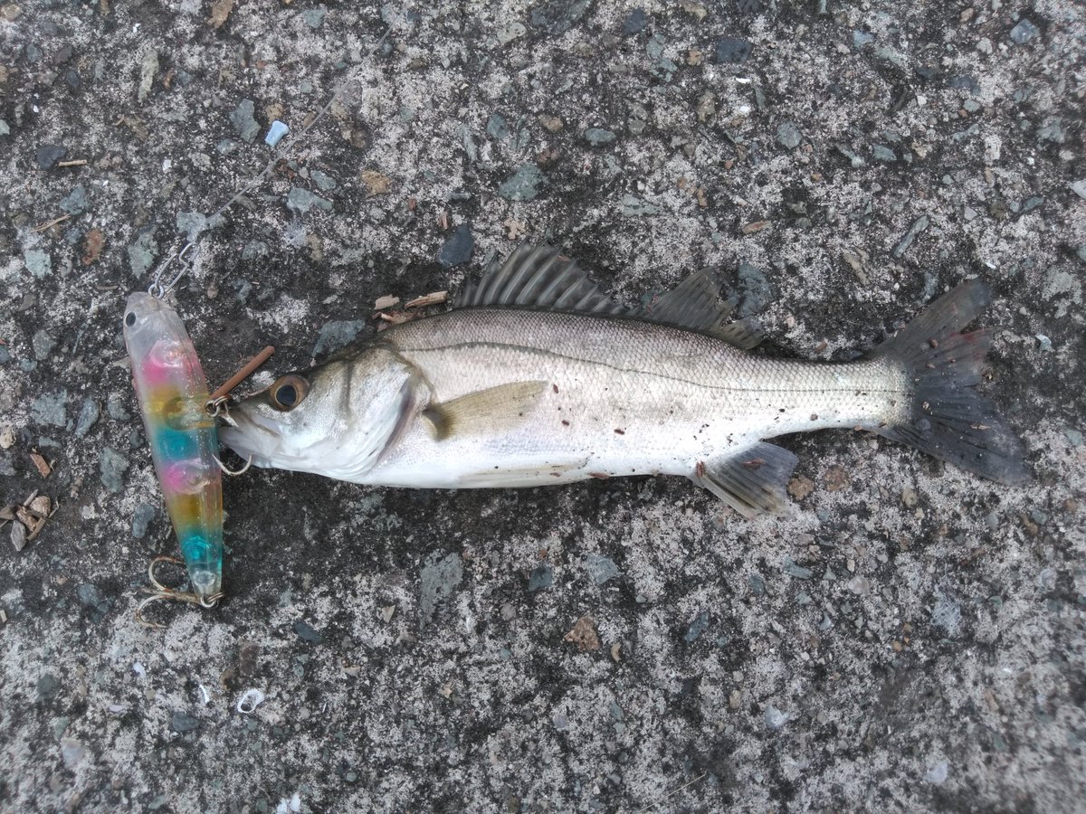takki22angler's tweet photo. 移動するも…
#ダツ
#FakieDog https://t.co/kWDj6HCe4Z