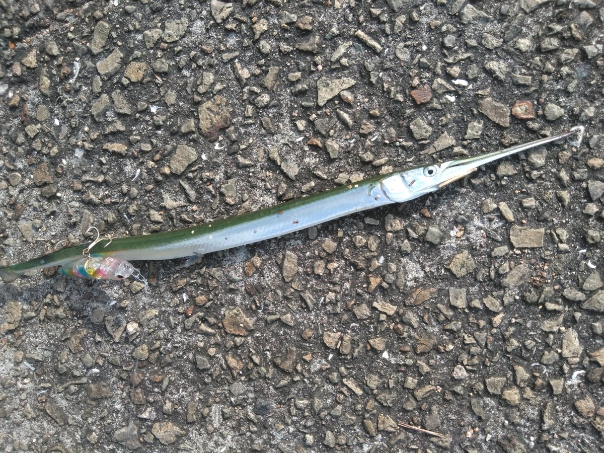 takki22angler's tweet photo. 移動するも…
#ダツ
#FakieDog https://t.co/kWDj6HCe4Z