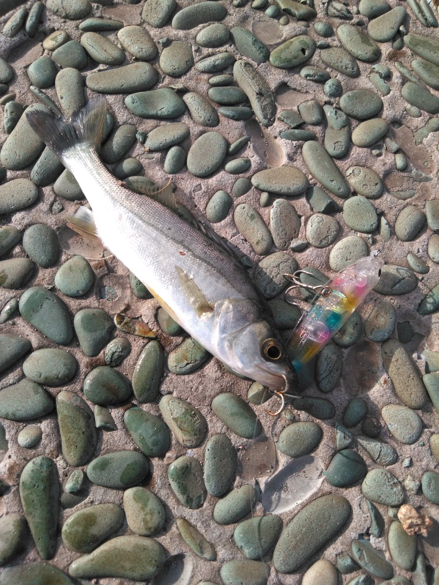 takki22angler's tweet photo. 移動するも…
#ダツ
#FakieDog https://t.co/kWDj6HCe4Z