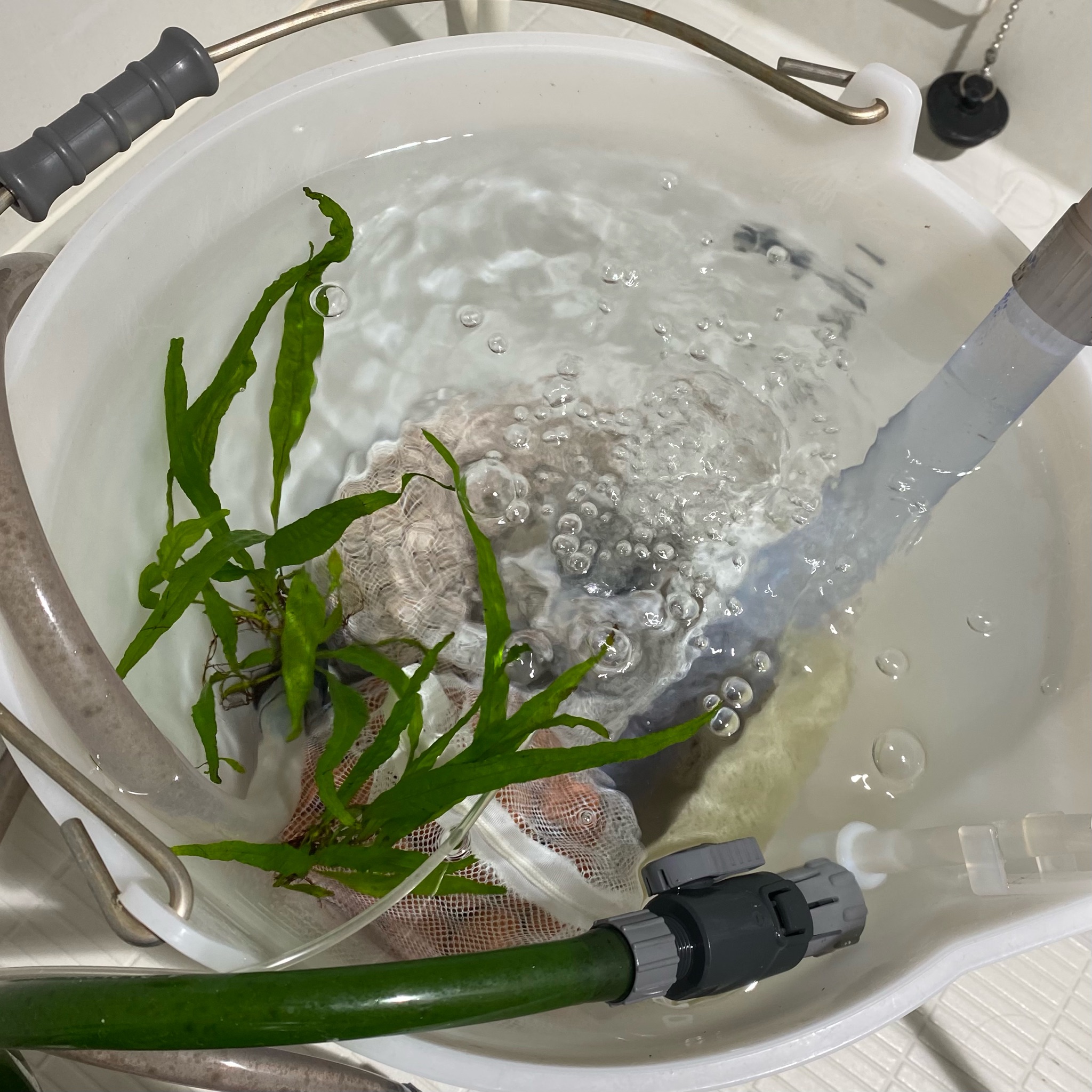 にごるの銀ちゃん 1ヶ月ウーパールーパーのでかいウンチを入れ続けたバケツ1杯の水がこちら すごく透明で 放線菌の墨汁臭が強く 初期の頃にあったヌメリや大きな気泡もなくなった 水質テストも大丈夫なのであとは水槽に移します ウーパールーパー