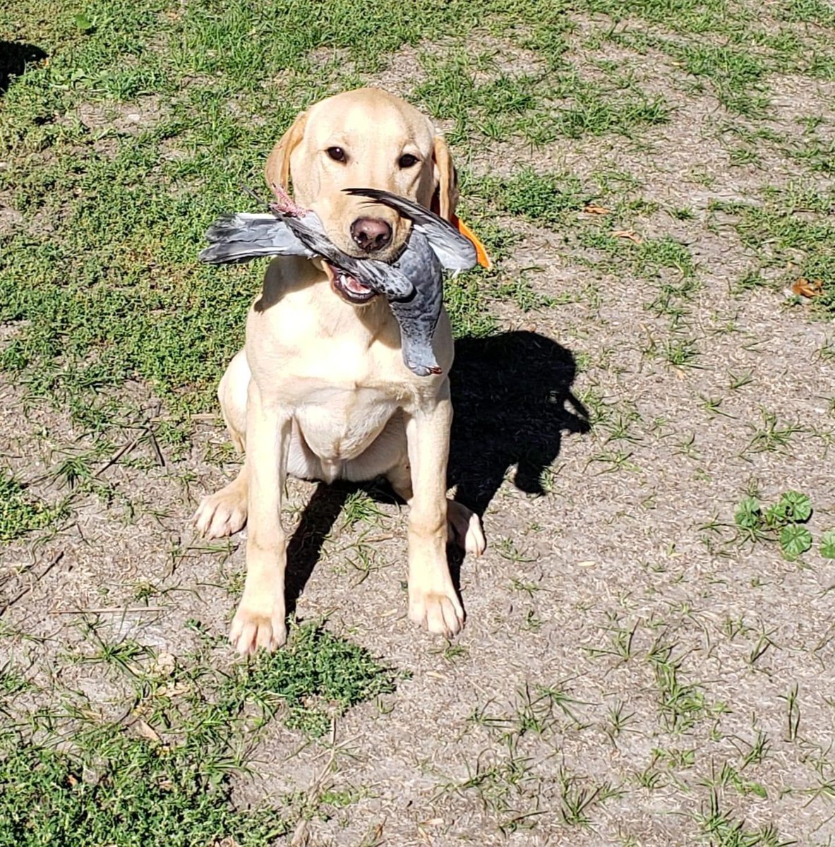 Graff_andrew's tweet photo. Hard not to smile when I see my Boy at training! Can’t wait to have him back soon! #captain #britishlab #duckdog https://t.co/hrDYO161Ij