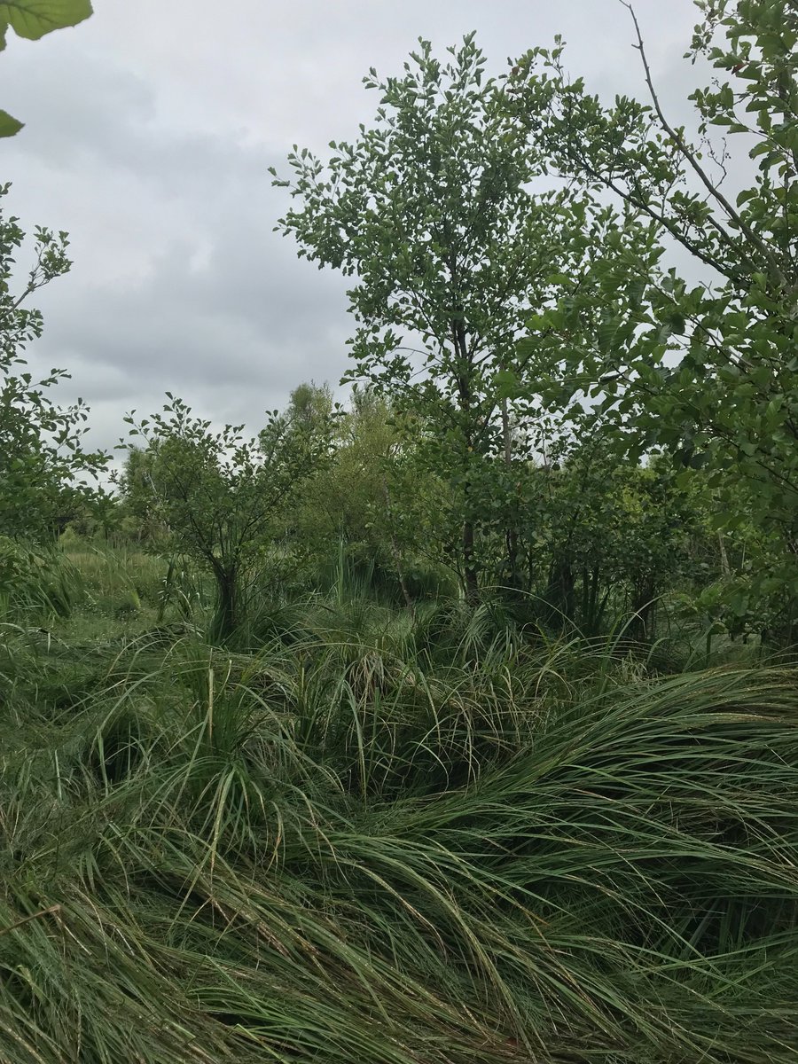 Initial surveys to monitor the Old River Bed #Shrewsbury (identified as a suitable location for a #beaver enclosure) with <a href="/ShropsWildlife/">Shropshire Wildlife Trust</a> <a href="/WTWales/">Wildlife Trusts Wales</a>  
revealed interesting flora and an ex <a href="/Reaseheath/">Reaseheath College</a> student, Drew, who now works full time for <a href="/ShrewsburyTC/">ShrewsburyTC</a> wildlifetrusts.org/news/wildlife-….