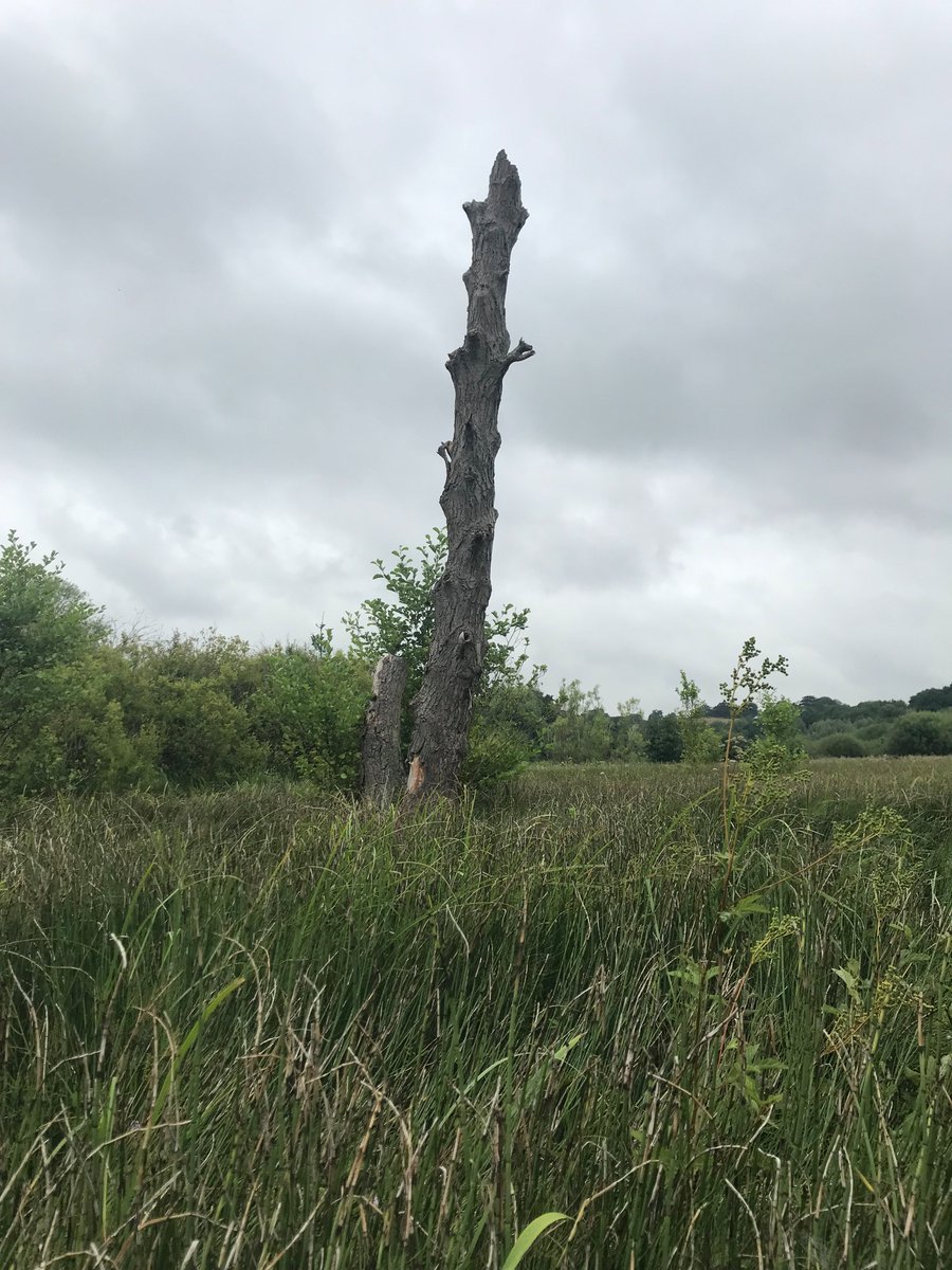 Reaseheath Game & Wildlife Management tweet media