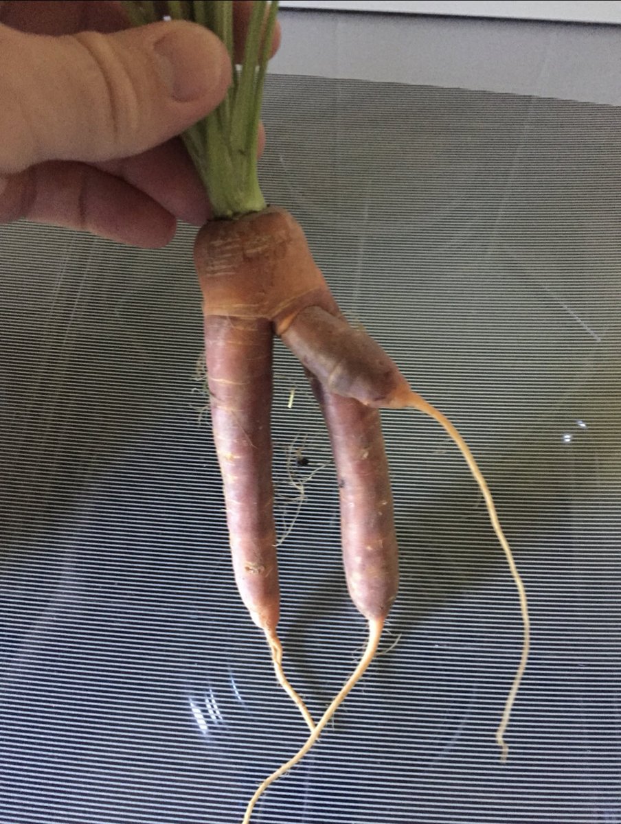 Micky_J_W's tweet photo. @SundayBrunchC4  I was shocked at the carrot mum grew on her allotment #sundaybrunch #shock https://t.co/rOlapqREK0
