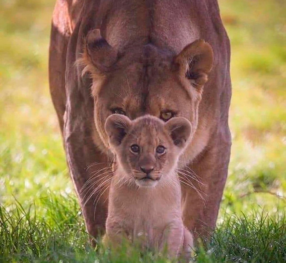 Lovely mood for all.🐯🐈‍⬛🐾
