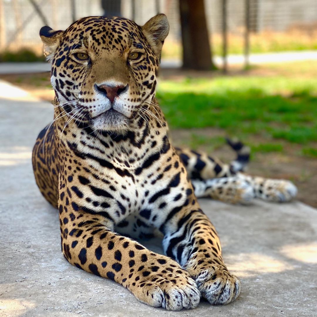 AndreiAndrei63's tweet photo. Wow.🐯🐈‍⬛🐾 https://t.co/tZLZ6fUs7N
