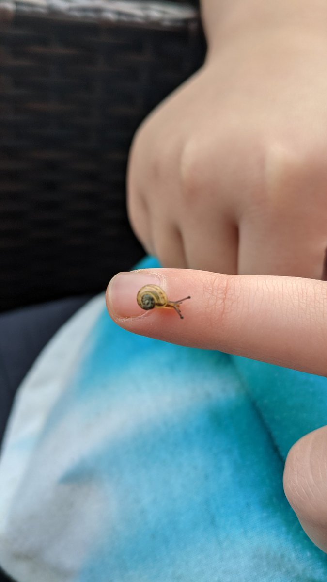 royalsuccession's tweet photo. Snail polish! 😂😀😂😀 #nailedit https://t.co/kMpG9Wd8FF