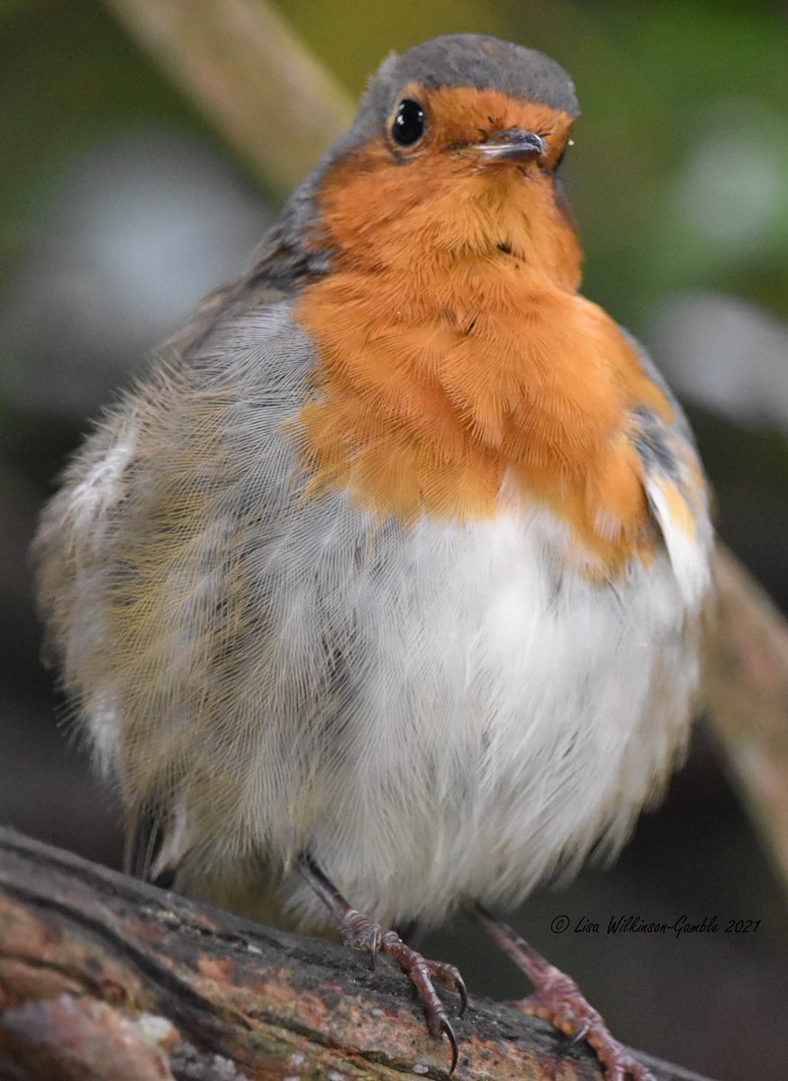 Look at this fluffy little one! 😍 We just love a close up shot of a Robin. The detail in the feathers is amazing! What do you think? #birdwatching #birdfeeding