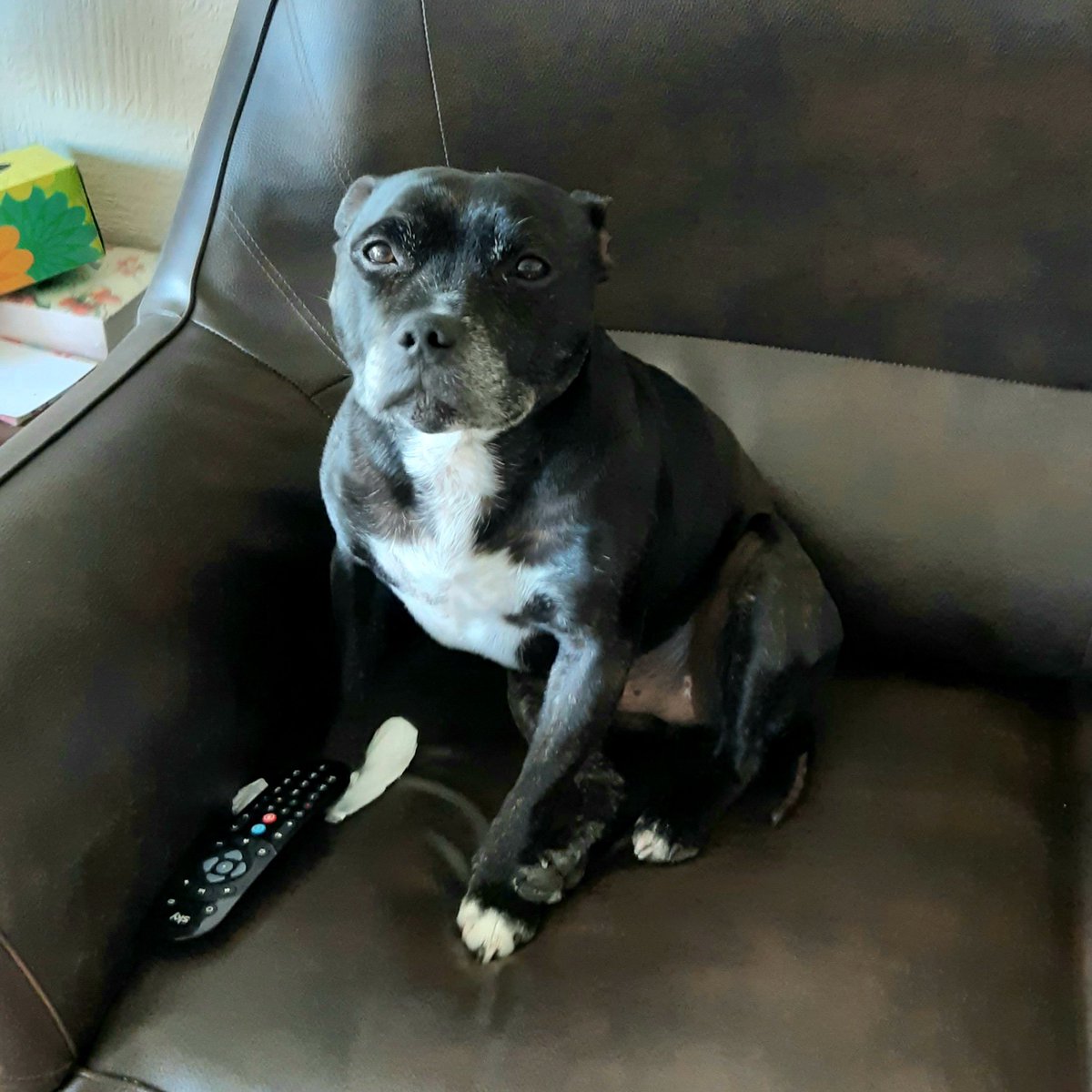 WagsTiny's tweet photo. I try doing a peoplefriend today. Is veryboring. They need more playtime https://t.co/SAkMd58NZW