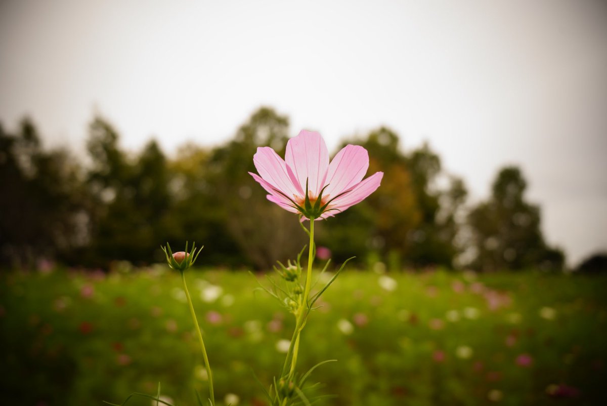 Nya___yu27's tweet photo. おしゃんぽ⭐︎
#コスモス畑
#SONYuser
#α7C
#ファインダー越しの私の世界
#キリトリセカイ
#カメラ初心者 https://t.co/sGC87NkF6i