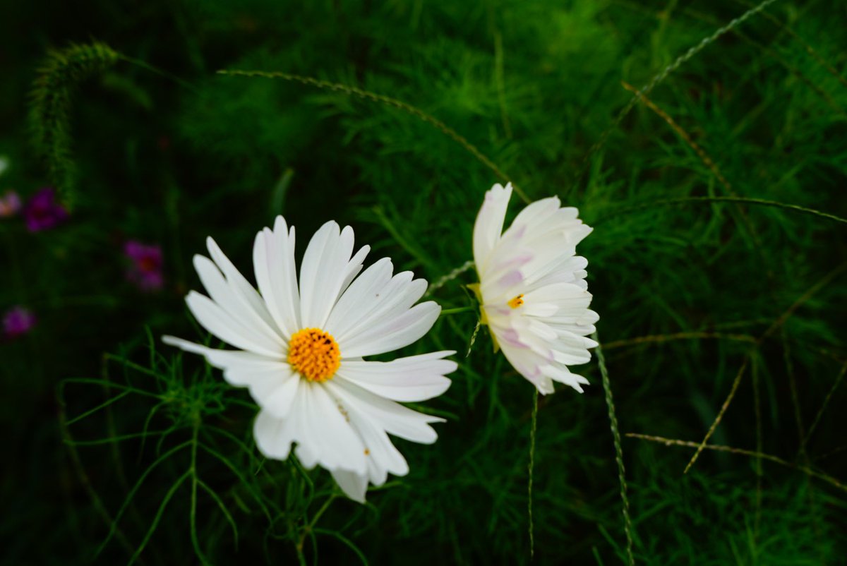 Nya___yu27's tweet photo. おしゃんぽ⭐︎
#コスモス畑
#SONYuser
#α7C
#ファインダー越しの私の世界
#キリトリセカイ
#カメラ初心者 https://t.co/sGC87NkF6i