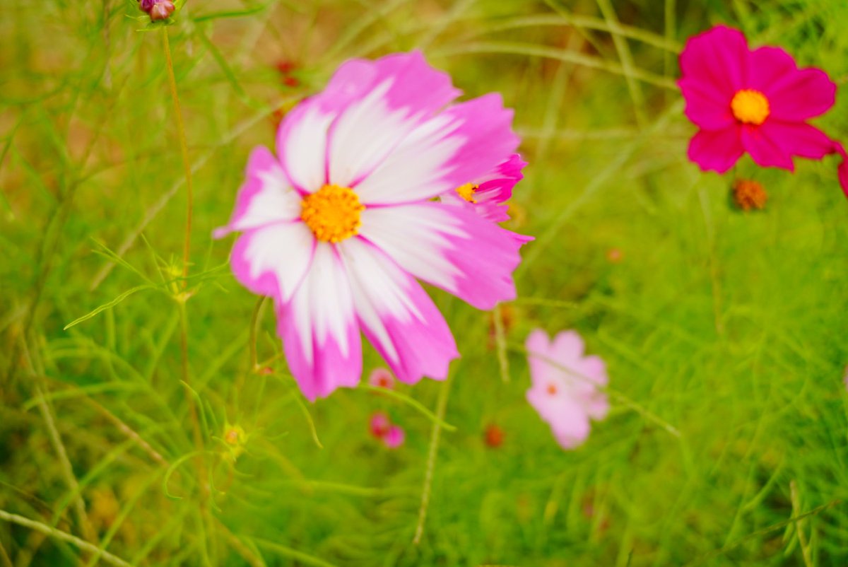 Nya___yu27's tweet photo. おしゃんぽ⭐︎
#コスモス畑
#SONYuser
#α7C
#ファインダー越しの私の世界
#キリトリセカイ
#カメラ初心者 https://t.co/sGC87NkF6i