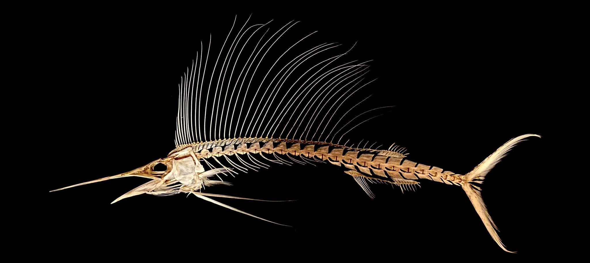 Sorari バショウカジキ 全身骨格 空前のバショウカジキブームが訪れている今 生きている個体の画像が多く出回っているので僕からはこちらを 1m程の非常に立派な個体の全身骨格となります 是非ご覧下さい T Co Brsdjkjvyq Twitter