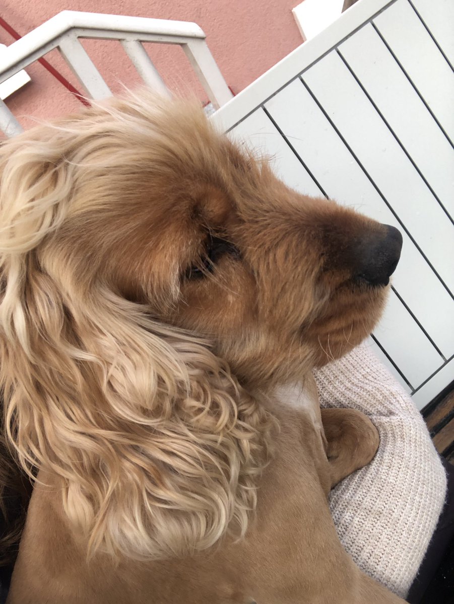 ozgenasli's tweet photo. Arkadaşlar köpeğimiz Gaya dün akşam Tekirdağ Saray Büyükyoncalı’da kayboldu. İsmine tepki veriyo, retweetleyebilir misiniz lütfen https://t.co/jzQHAShj8g