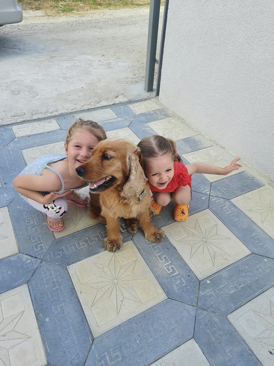 ozgenasli's tweet photo. Arkadaşlar köpeğimiz Gaya dün akşam Tekirdağ Saray Büyükyoncalı’da kayboldu. İsmine tepki veriyo, retweetleyebilir misiniz lütfen https://t.co/jzQHAShj8g