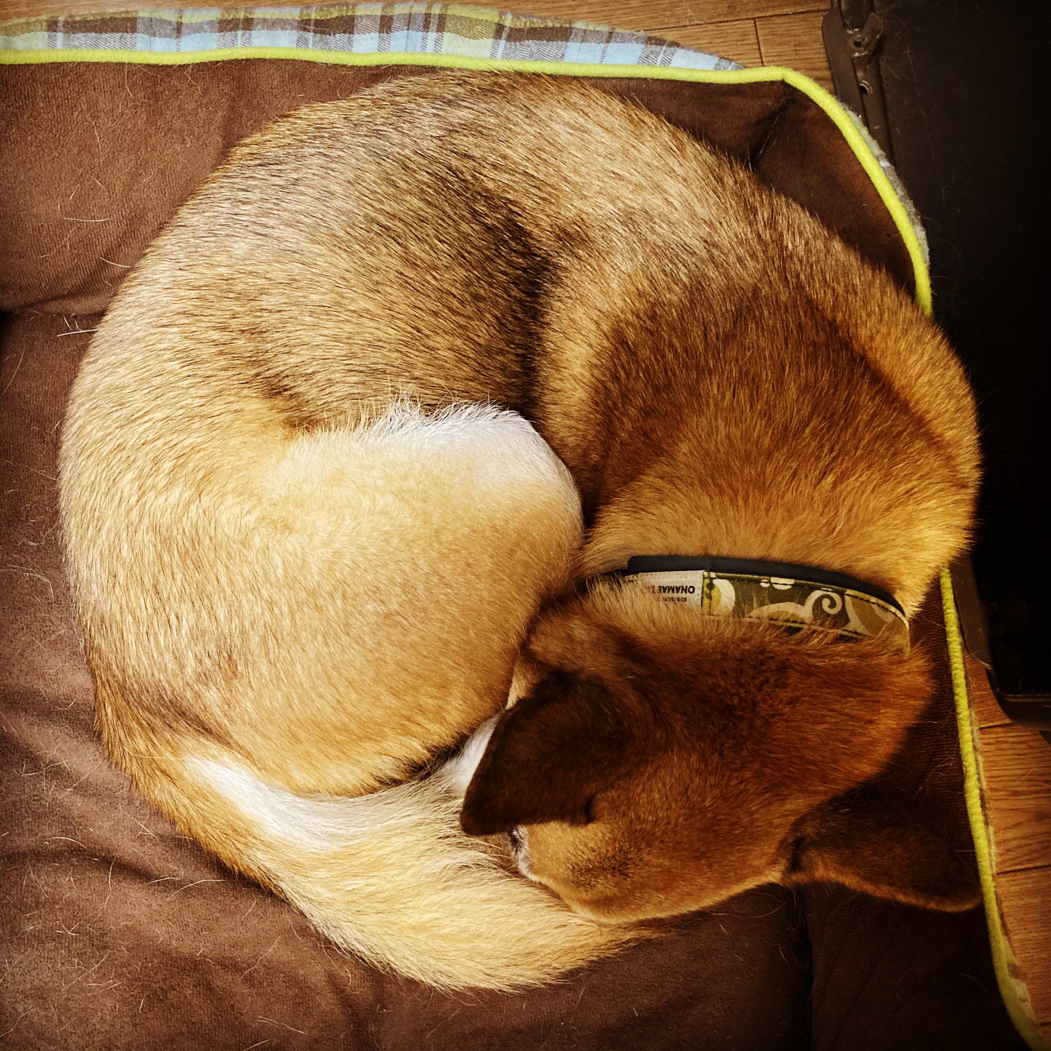 ベーグル犬 Twitter Search Twitter