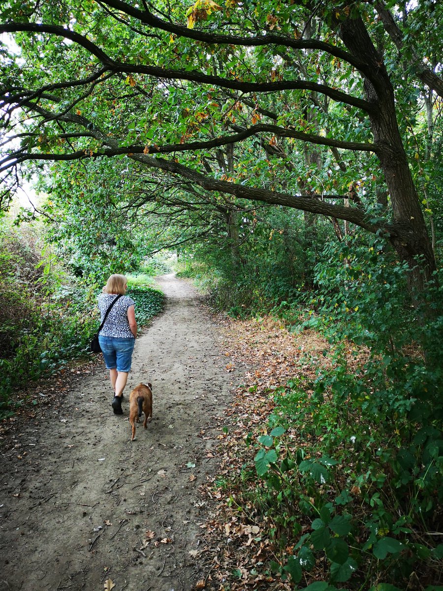 0ssettTerrier's tweet photo. Really fortunate to have all of this literally across the road from our house 🌳🌱🌿
#SpringMill #Ossett #Wildlife #woodland https://t.co/DifZOB9uYX
