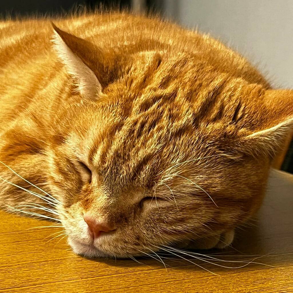 ogawa's tweet photo. #redtubby #americanshorthair #cat #レッドタビー #アメリカンショートヘア #猫 #いいね待ち猫 https://t.co/01vNHEdnFr https://t.co/aSbZkQL7Gu