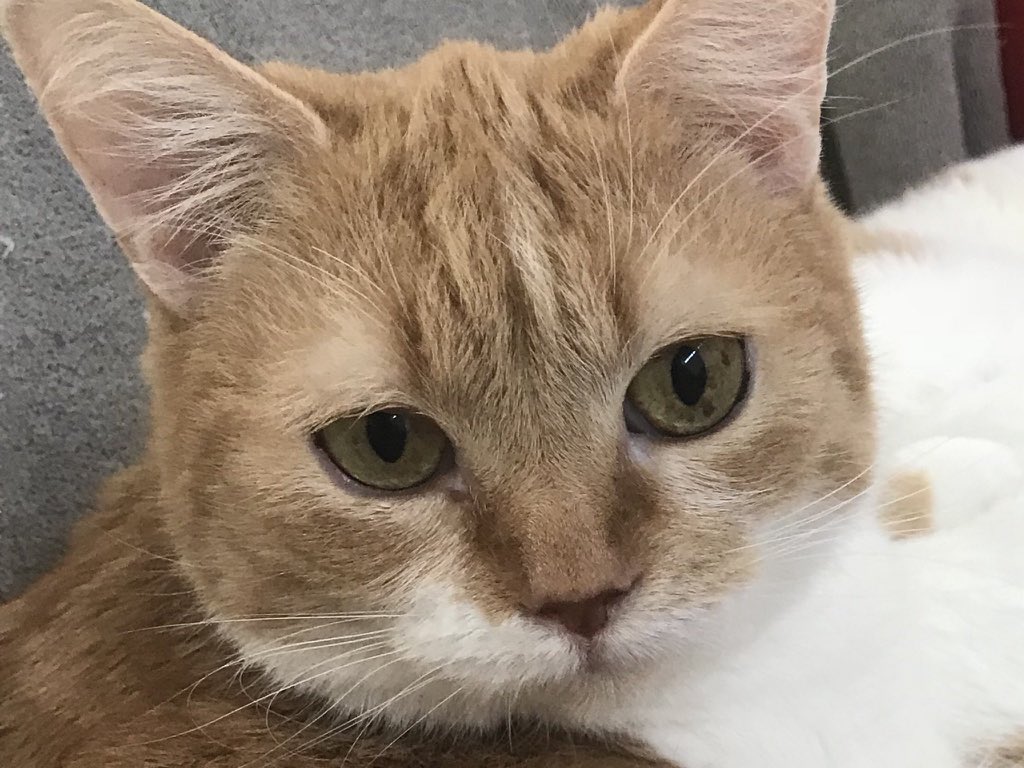 Snoetje en Pluisje tweet media