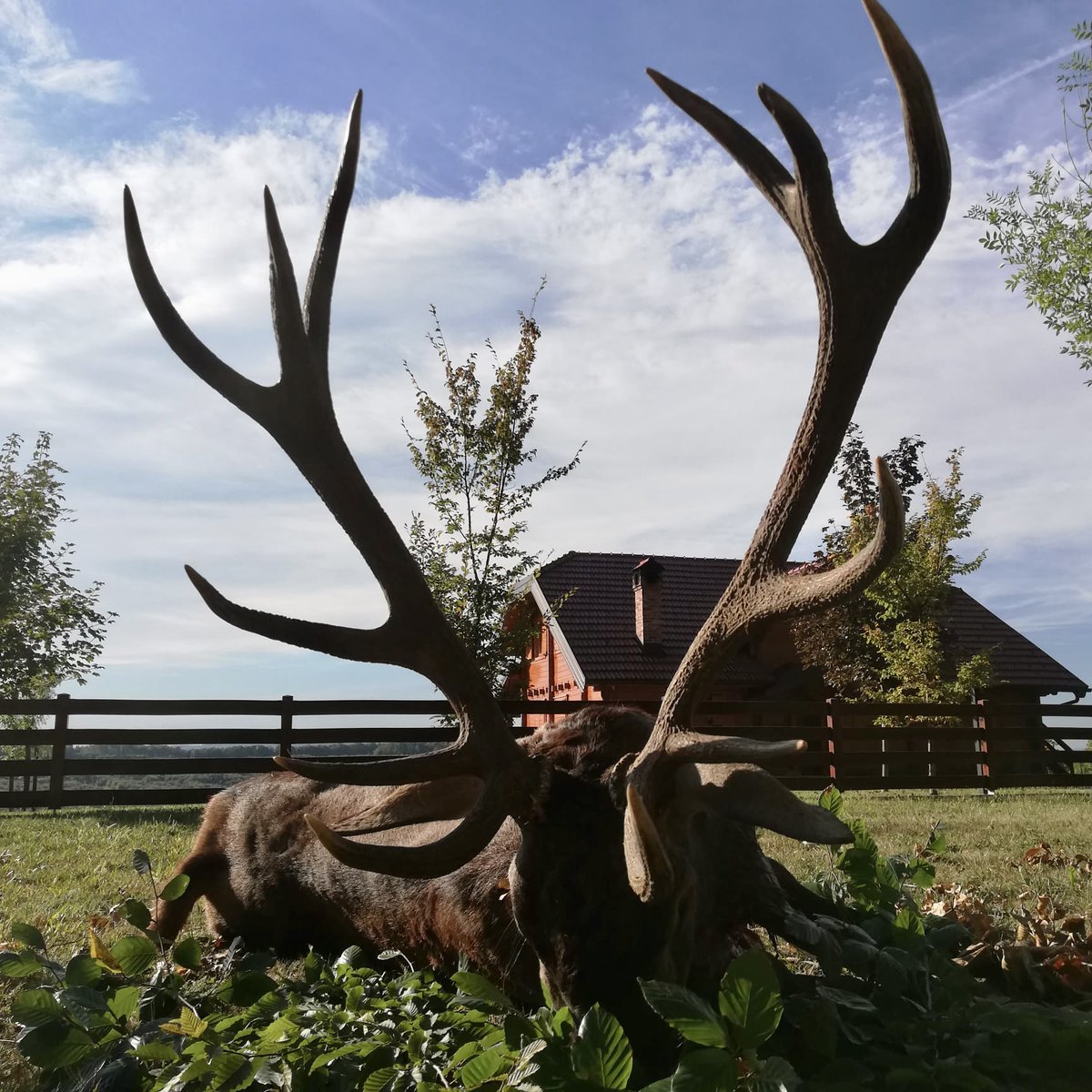 CroatiaHunting's tweet photo. lovište Blatuško brdo

#croatiahunting #blatuskobrdo #hunting #jagd #jakt #jagt #caccia #chasse #caza #caçando #lov #deerhunting #reddeerhunting #redstaghuntimg #trophyhunting #hirschjagd #brunftjag #hirschbrunft https://t.co/A7ZKpfHrDv