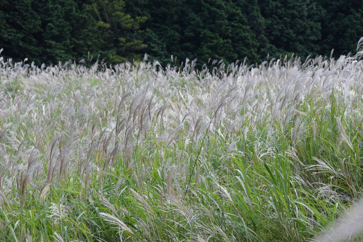 すすき草原 Twitter Search Twitter すすき草原 Twitter Search Twitter