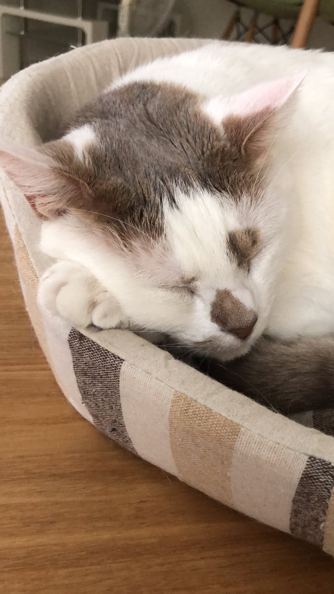 green_cat_mew's tweet photo. 雨☔️の日のアラちゃんはとことん眠い💤 https://t.co/HhDO0BDfu5