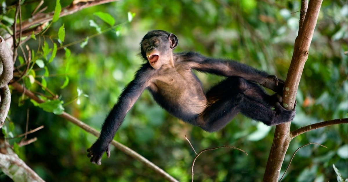 Can animals understand words? We’d first need to agree what is a word—if we exclude imperatives (utterances intended to manipulate behaviour) and only include declaratives (utterances that transmit knowledge), the answer seems to be ‘no’:  buff.ly/3lSKi9W