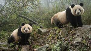 museumtoulouse's tweet photo. [ENVIRONNEMENT/ZOOLOGIE] Les pandas géants ne seraient plus en danger d’extinction https://t.co/4XUqfEkPEe #zoologie #pandas #extinction #nature #environnement #biodiversité #conervation https://t.co/gdRvvyz6VQ
