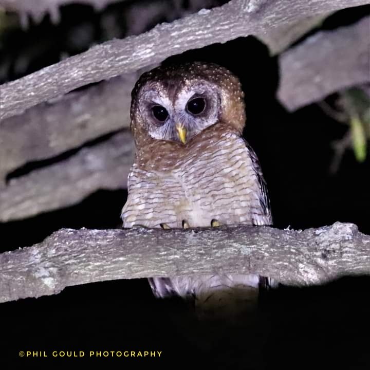 ChefOnSafari2's tweet photo. African Wood Owl
Ten minutes from #krugernationalpark is a little paradise called #tatenda with beautiful gardens, ponds and trees in its grounds.
This African Wood Owl sits here every night and is one of the 60 bird species identified here 💕
A perfect stay for #birdwatching https://t.co/LsSB2G16vy