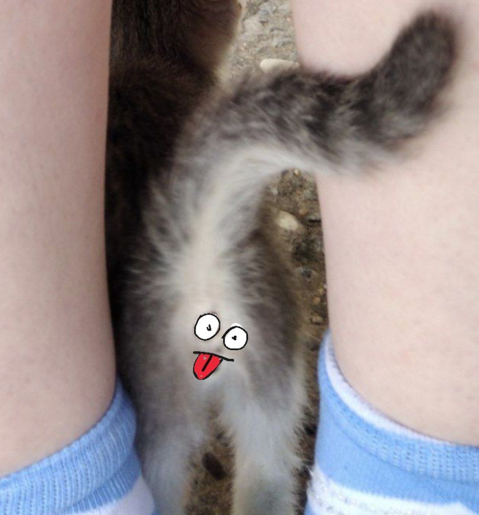 NeTiranka's tweet photo. вчера вышла во двор впервые за долгое время и ужаснулась. меня окружили аж три кошки, одна из которых упорно чеса��ась об меня. это была котя с мою ладонь, но нежности в ней было больше, чем во всех женщинах мира. возможно, ей показалось что я её мать #атакакошек #страх #нападение https://t.co/ftI2Pv02XV