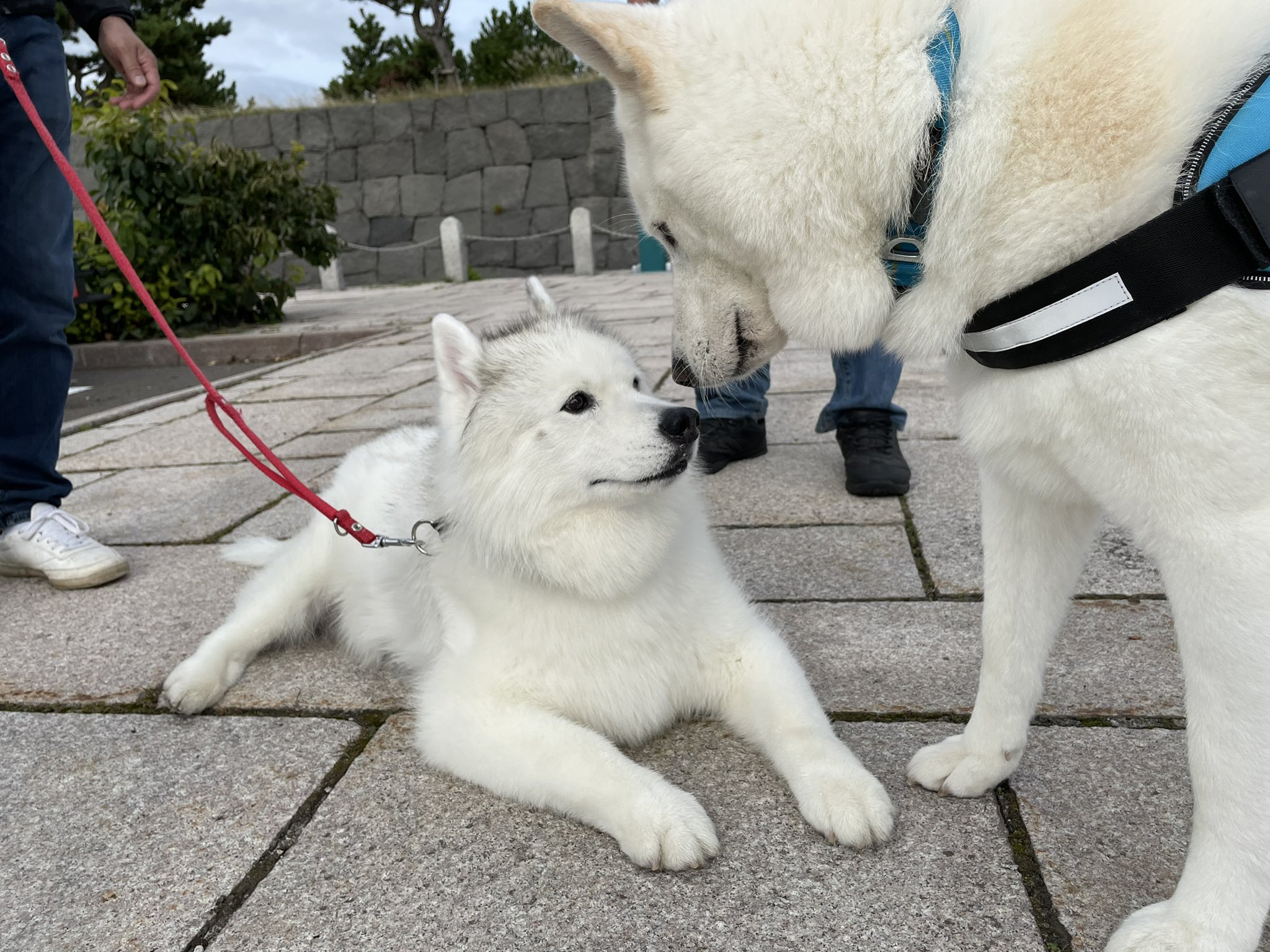 べるべる シニア白もふもふ会議 サモエド ハスキー サモエドmix 北海道 伊達道の駅 シニア犬 T Co Uzlow23co5 Twitter