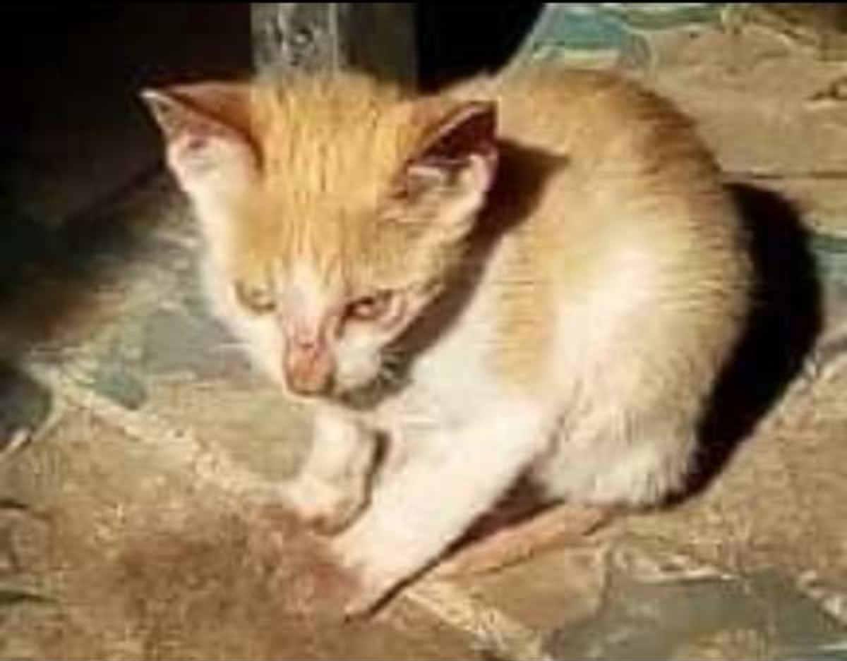 EmoExOficial1's tweet photo. Karuiii 😿🐈 😢😭😢 (  @EmoExOficial1 ) 

#karui #gato #gatos #gatito #gatitos #neko #猫 #子猫 #Koneko
 #emoex #emo_ex #emo #ex  #emos #otaku #otakus #gamer #youtuber #gemers  #エモ #前者 #Zensha #ゲーマー #lindo #kawaii  #kawaii❤  #hikikomori #hikiko_mori #写真 #Shashin https://t.co/VGreI6ci8S