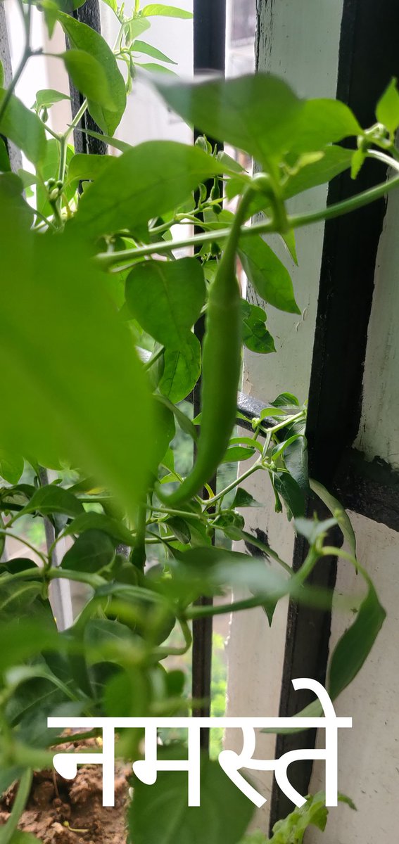 niteeshbaroda's tweet photo. There is joy in planting trees.Try it. https://t.co/PKiKrwFZqC