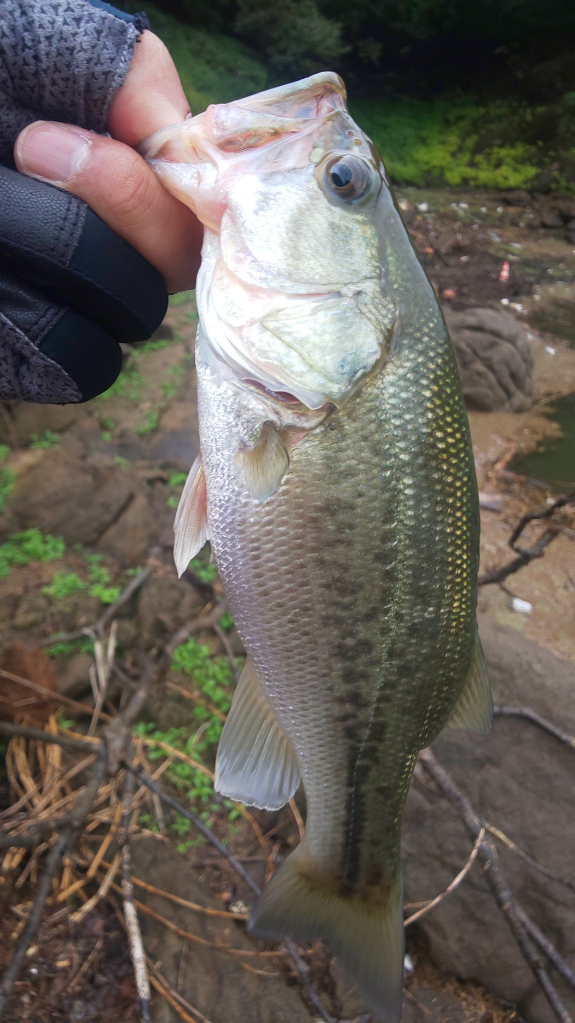 祐介 バス釣り Yusuke Angler Twitter