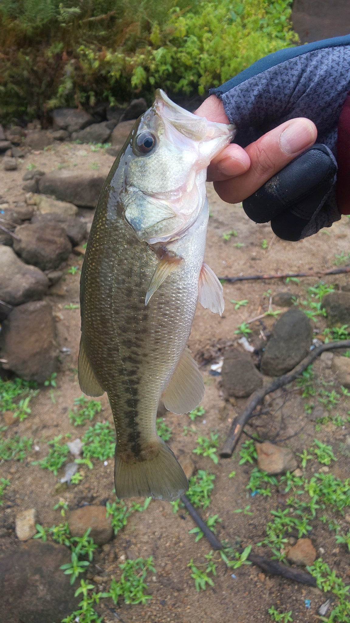 祐介 バス釣り Yusuke Angler Twitter