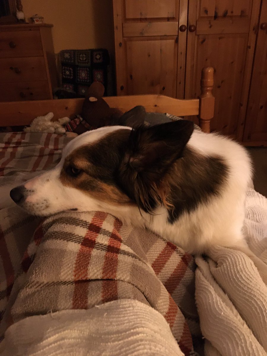 squirrelnemesis's tweet image. #Sunday #liein