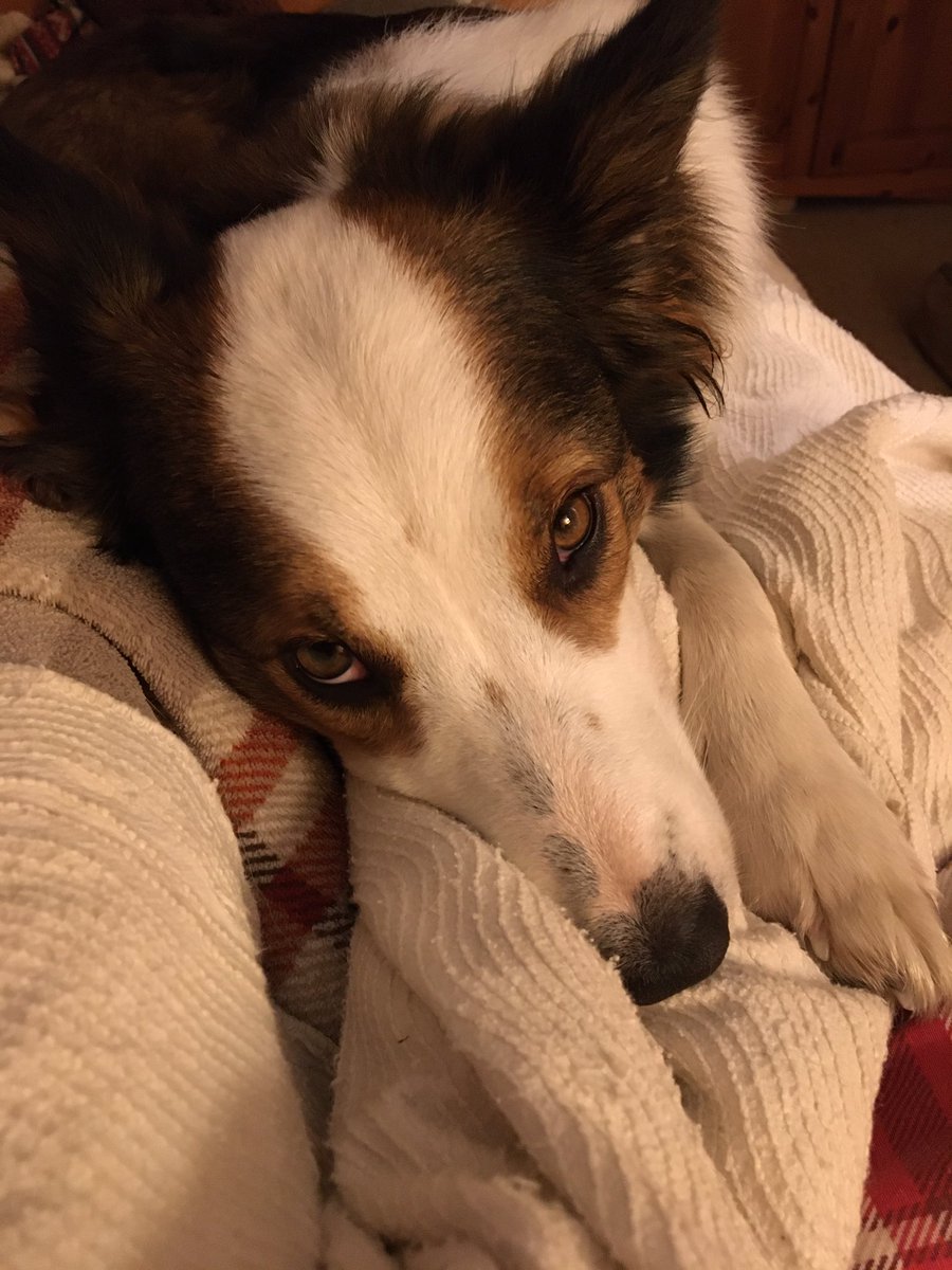 squirrelnemesis's tweet image. #Sunday #liein