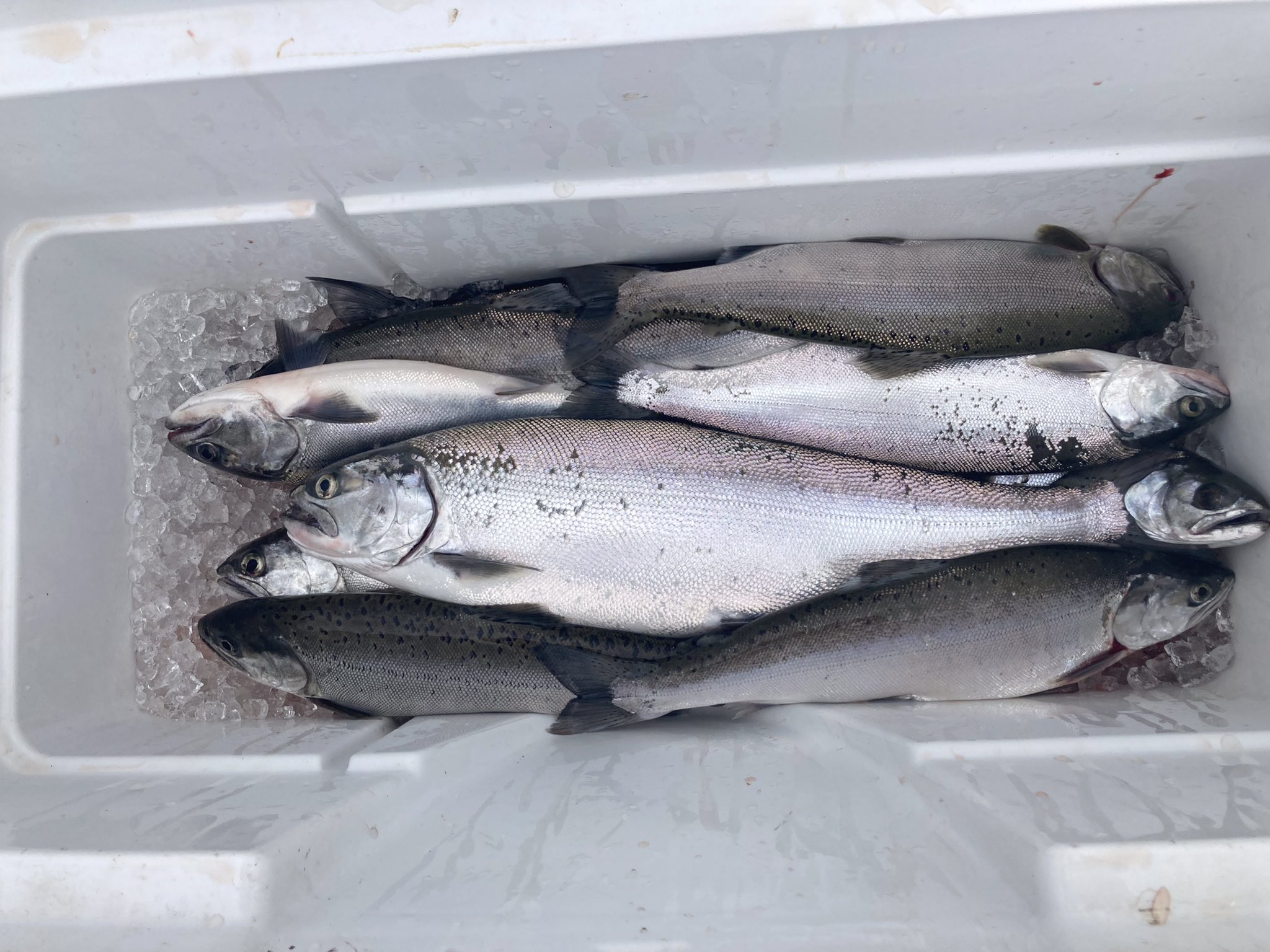 湖西水産 びわます釣船あめのうお 68kookg3twjv8iz Twitter